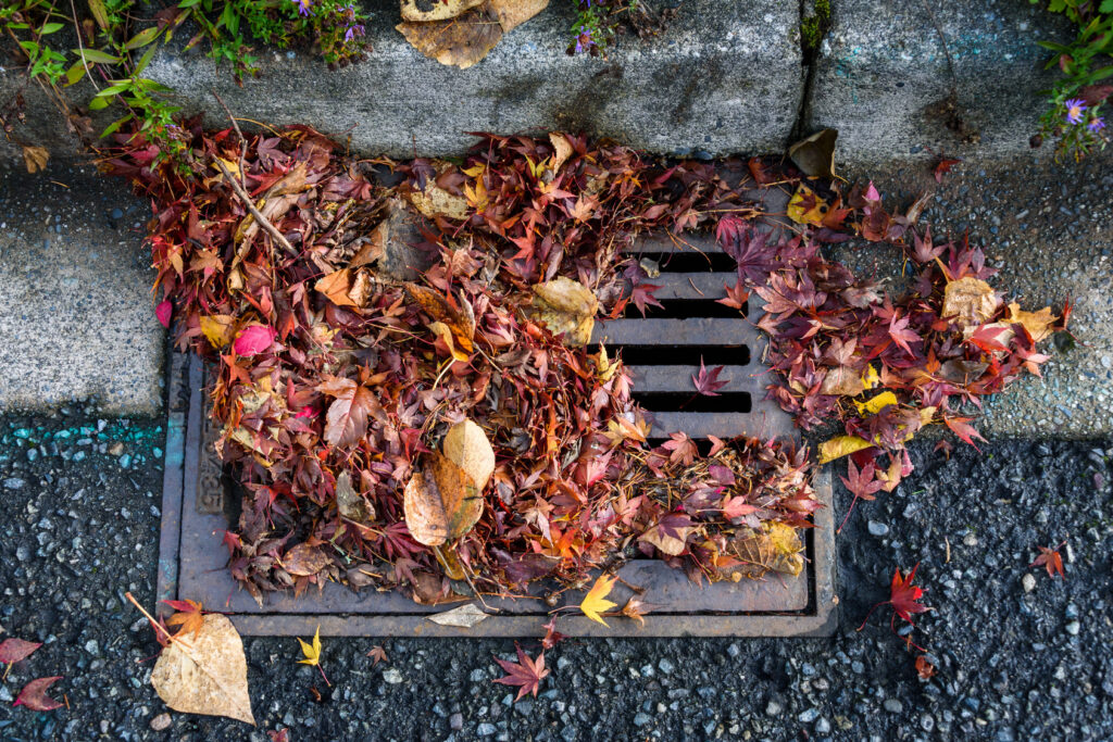 Wet leaves covering part of a storm drain grate beside a curb