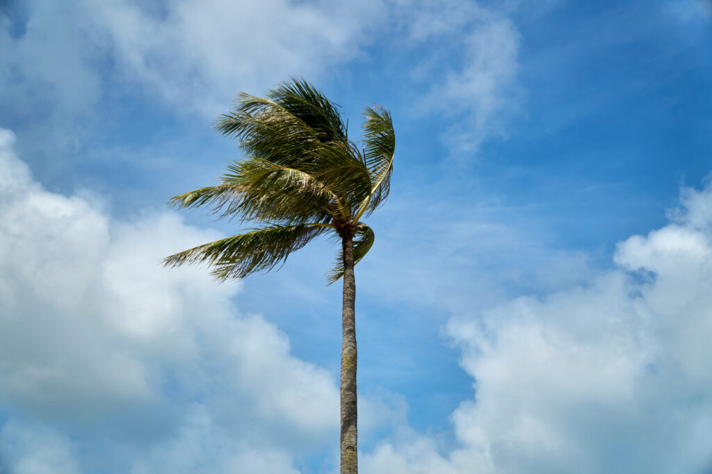 Palm fronds bending in strong wind against a cloudy sky